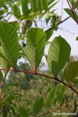 Pinnately compound leaves